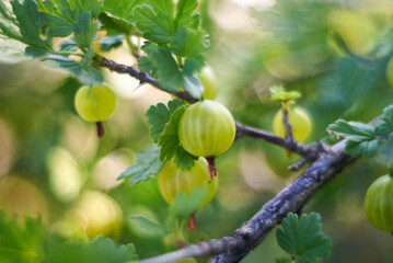 gooseberry branch with berries. Fresh gooseberries on a bush. Shot on a helios, bokeh