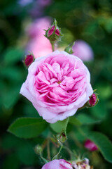Close-up of a pink rose on a dark green background. High quality photo, taken on helios