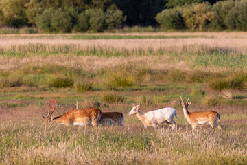 Damhirsche auf einer Wiese bei Zingst an der Ostsee.