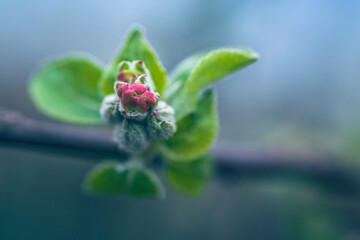 Apple tree blooming