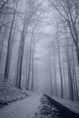Dark forest shrouded in a desolate grey mist awakens to life in the morning on a rainy day. The eerie atmosphere of the forest. Beskydy mountains. Winter season