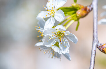 Crerry tree blooming