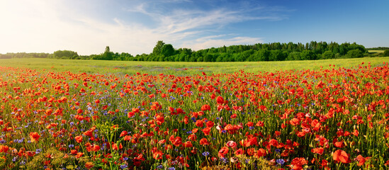 Panoramic view of the field with a lot of wild flowers.