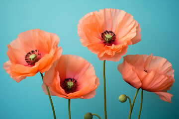 Fototapeta premium Flowers blossom poppy nature red