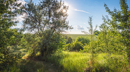 Fototapeta premium Summer landscape