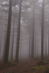 Dark forest shrouded in a desolate grey mist awakens to life in the morning on a rainy day. The eerie atmosphere of the forest. Beskydy mountains