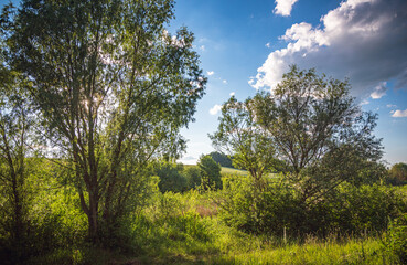 Obraz premium Summer landscape
