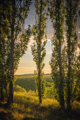 Spring evening landscape