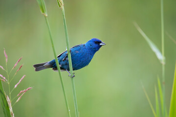 indigo bunting song bird