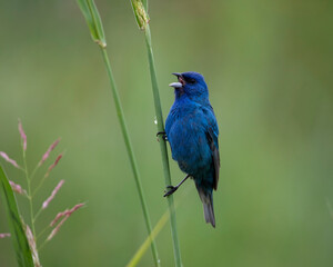 indigo bunting song bird