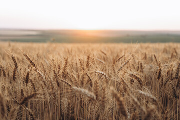 field of wheat in summer, golden wheat field at sunset.