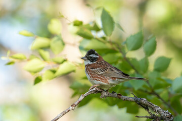 Obraz premium Male rustic bunting, Emberiza rustica perched on a branch in Finnish nature, during summer in Northern Europe