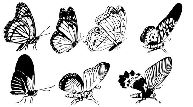 Butterflies Vector Set 3