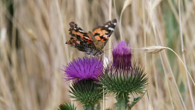 Orange Painted Lady Butterfly probes purple thistle flower for nectar