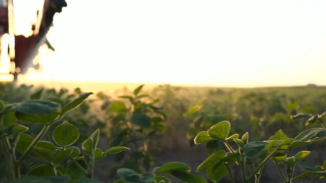 Tractor drives through a green field and sprays crops with pesticides in a farmer s field. 