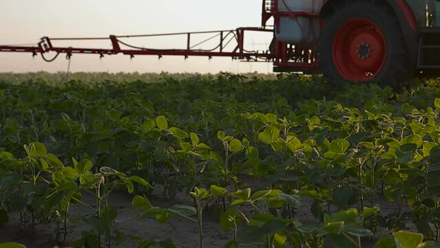  during sunset tractor drives through a green field and sprays crops with pesticides in a farmer s field. 