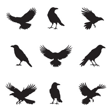 Crow flamingo collection - vector illustration