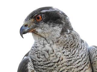 Vorgewelt Freigestellt