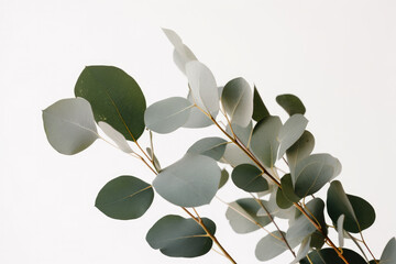 Eukalyptus Zweige auf weißem Hintergrund, AI Generierte Fotografie