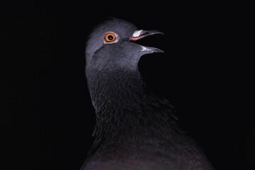 dove laughing in the dark