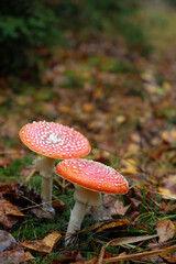 autumn background. Two amanita muscaria mushrooms grow in forest, abstract natural backdrop. Fly agaric, wild poisonous red mushrooms in yellow-orange fallen leaves. fall season. harvest fungi concept