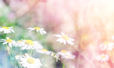 Beautiful landscape with chamomile flowers. Natural seasonal background.
