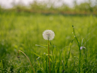 草原とたんぽぽ