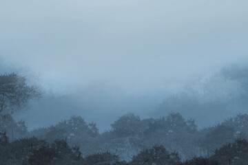 Tropical rain forest with dense fog in the morning illustration.