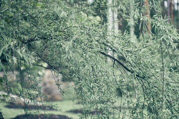 A weeping willow of green color bent over the pond. Bending tree close-up against the background of blurred nature. High quality photo