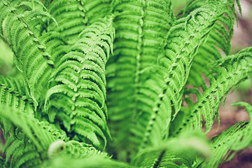 Top view of a part of the green leaves of a fern, close-up. Large vegetation. With a space to copy. High quality photo