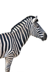 Fototapeta na wymiar beautiful and clean zebra standing in profile isolated on white background
