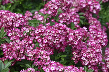 色とりどりのバラをゆったりと観賞する休日