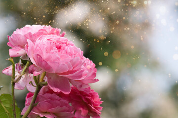 色とりどりのバラをゆったりと観賞する休日