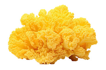 Yellow Ridge coral, on transparent background (PNG). Generative AI.