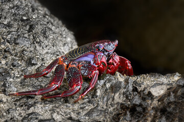 Ostatlantische Rote Felsenkrabbe (Grapsus adscensionis) rot gefärbte erwachsene Krabbe in Seitenansicht auf einem nassen Felsen in Las Playitas, Fuerteventura
