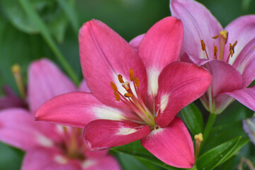 Large pink lilies in the flower garden