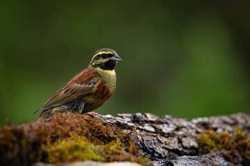 Cirl Bunting Perched on a mossy rock