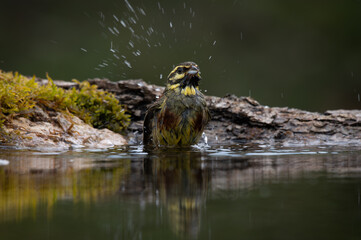 Cirl Bunting bathing in a refection pool of water