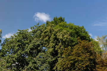 Obraz premium A variety of trees growing in the park