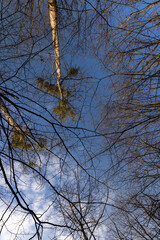 Bare trees in early spring in sunny clear weather