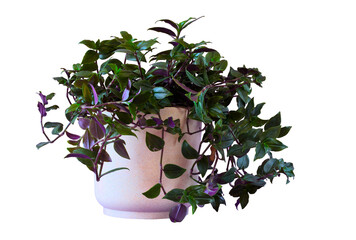 Tradescantia plant also known as wandering jew plant or spiderwort. A lush houseplant isolated on a transparent background.