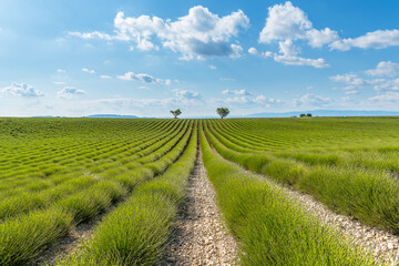 Scenic view of green lavender field before blooming in Provence south of France during warm summer 