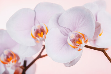 Fototapeta na wymiar Beautiful gentle pink orchid flowers branch