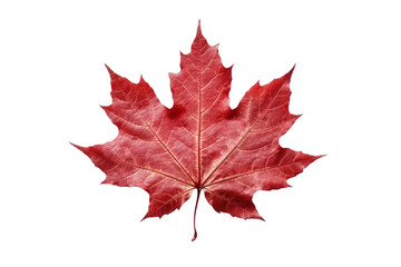 Maple leaf. isolated object