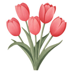 Fototapeta premium Red Tulip Flower For Valentine's Day