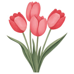 Red Tulip Flower For Valentine's Day