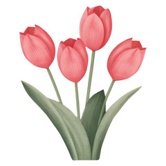 Fototapeta premium Red Tulip Flower For Valentine's Day