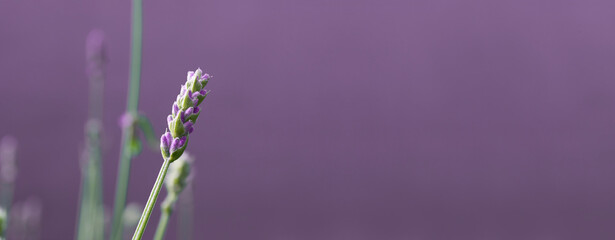 Lavender flowers on a purple background close up. Abstract summer nature background. Summer season...