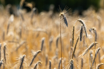 Fototapeta na wymiar Close up of golden ears of ripe wheat ready for harvest. Photo taken on a sunny summer day