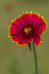 flower of calendula